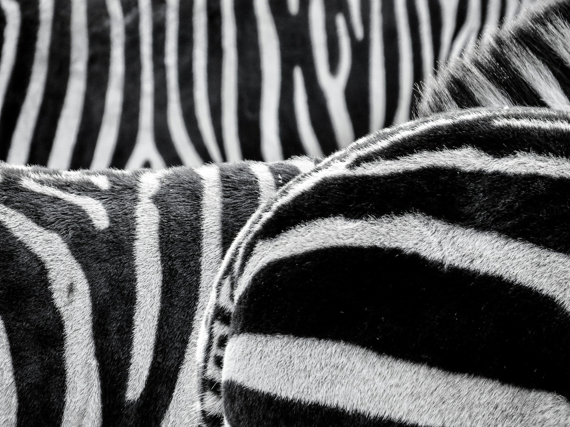 zebra-470358_1920